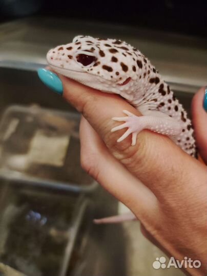 Геккон эублефар