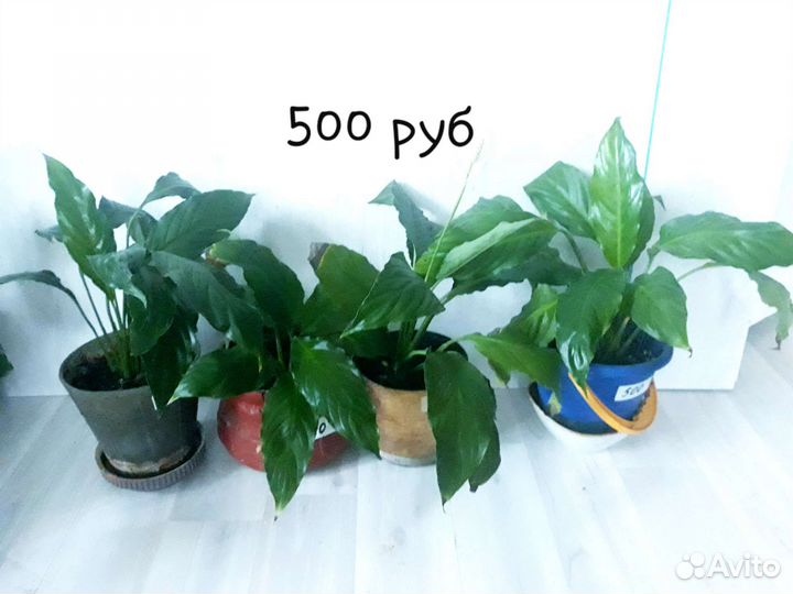 Спатифиллум