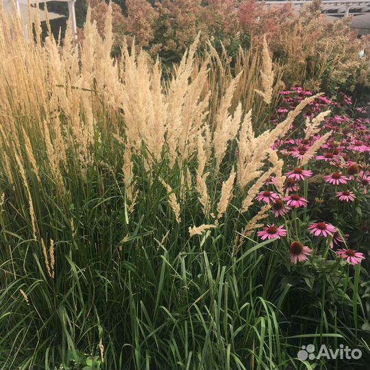 Злаки - Овсяница сизая Эйхорния