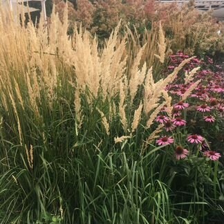 Злаки - Овсяница сизая Эйхорния