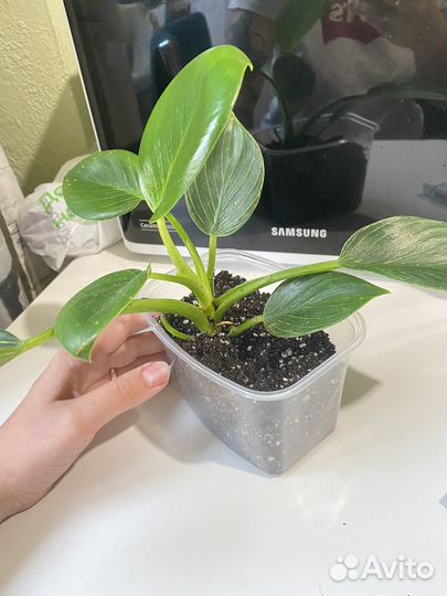 Филодендрон биркин