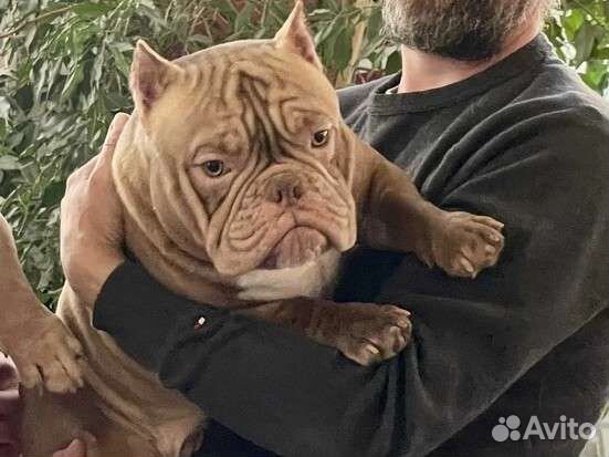 Американские булли - женихи