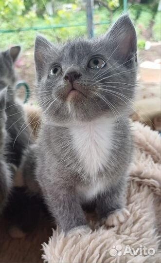 Отдам в хорошие руки Лучшее средство от гипертонии