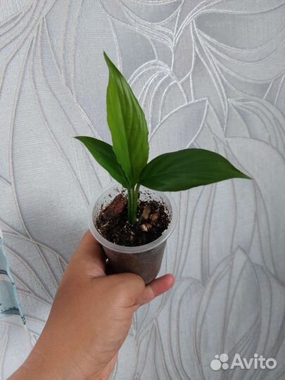 Спатифиллум