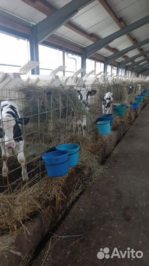 Телята бычки