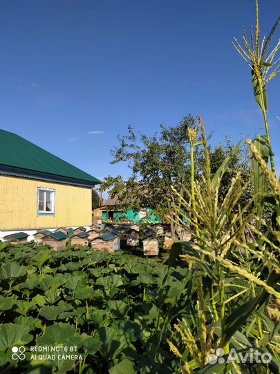 Мёд Алтайский, таёжное разнотравье