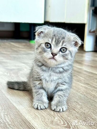 Шотландская вислоухая