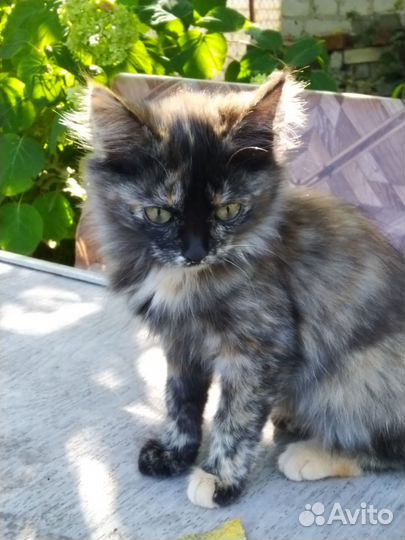 Ласковые котята