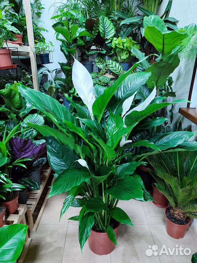 Спатифиллум королевский высотой 120 см