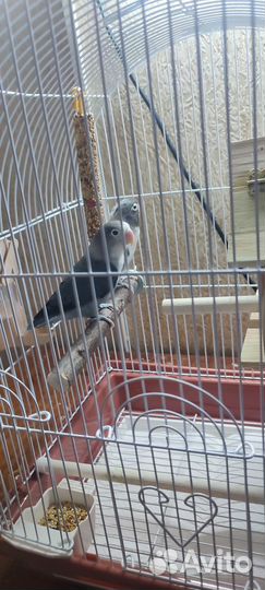 Попугаи неразлучники с клеткой