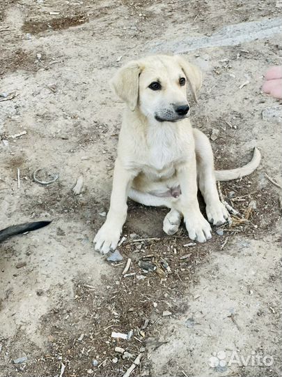 Помесь с лабродором в добрые руки
