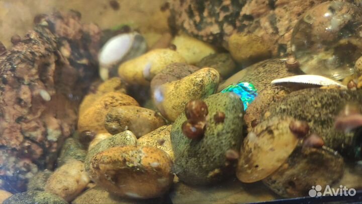 Улитки аквариумные