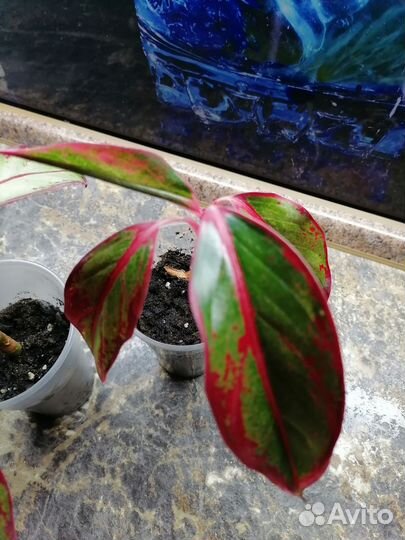 Антуриум,аглаонема