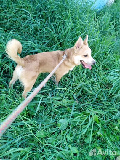 Ищем дом для очень шустрой собачки