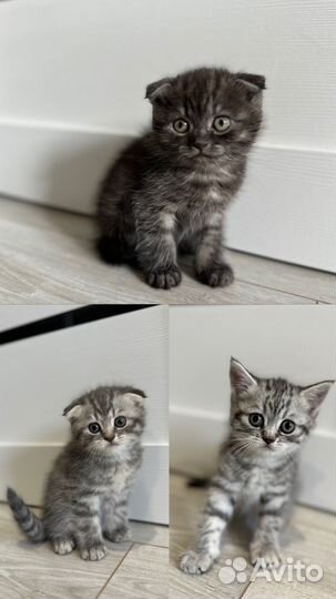 Кошки породистые котята