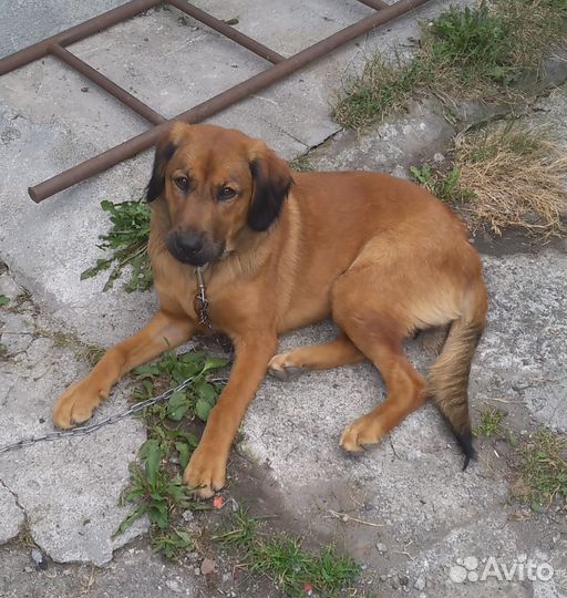 Ласковая