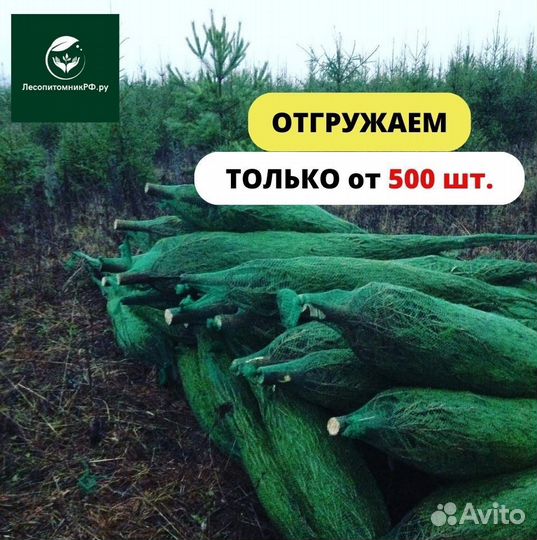 Живые сосны