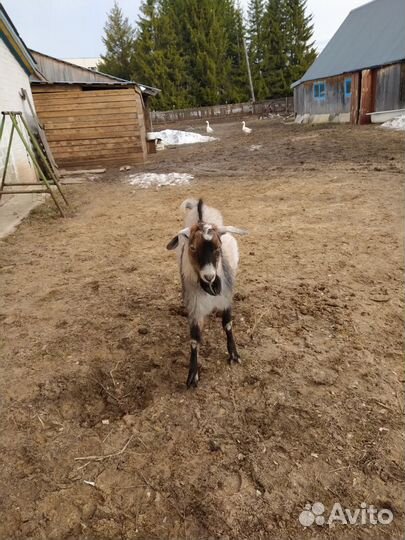 Козел на вязку