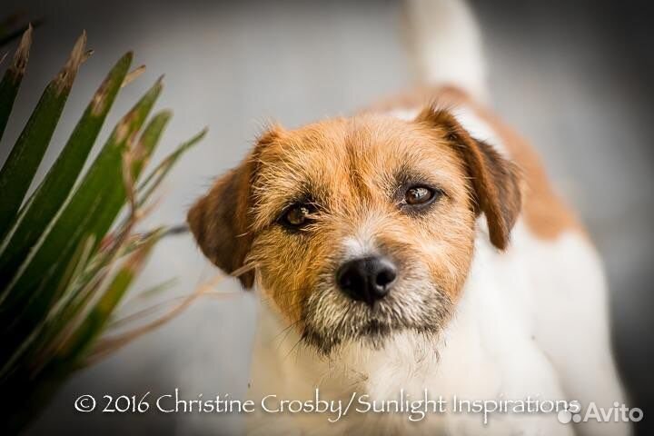 Предлагается для вязок кобель Парсон Рассел терьер