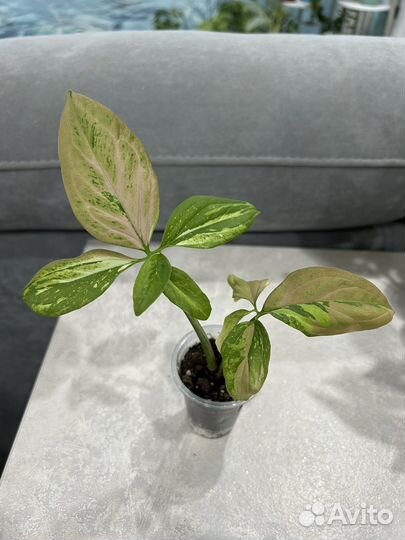 Комнатные цветы, Сингониумы сортовые