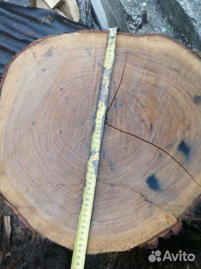 Пень дубовый