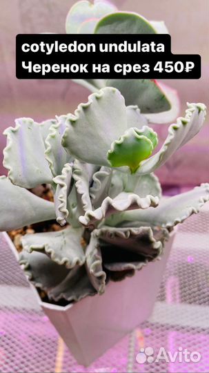 Суккуленты