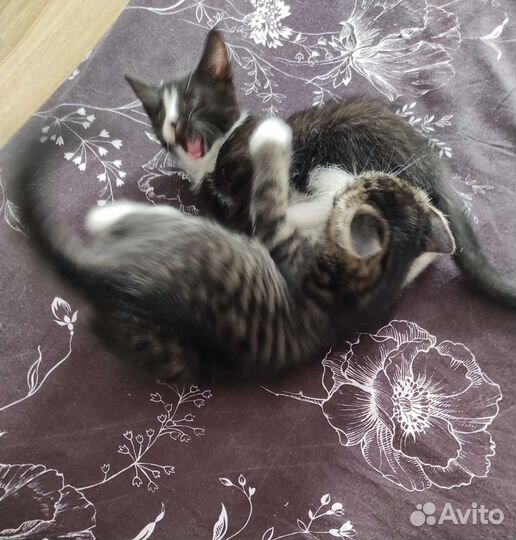 Котик и кошечка