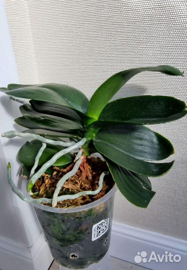 Фаленопсис Phal.Lee 1267