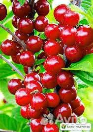 Вишня войлочная вишня шоколадница