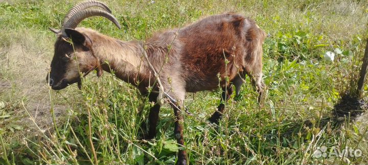 Коза дойная