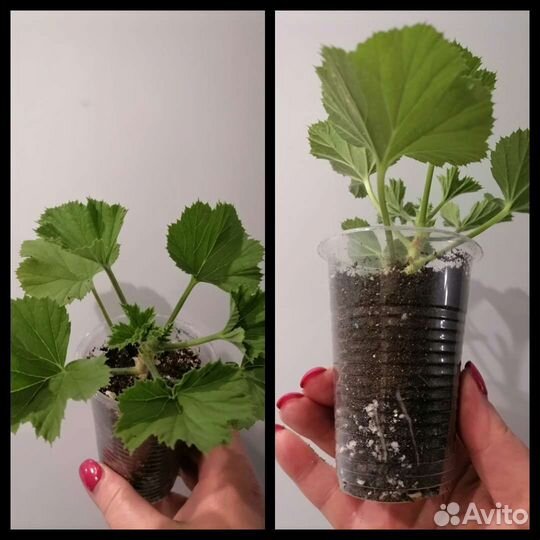 Пеларгонии королевские, розебудные