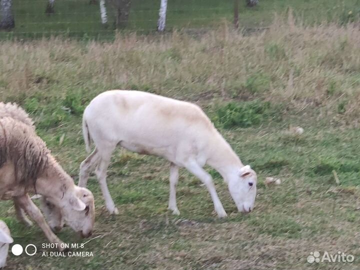 Катумские чистокровные овцематки