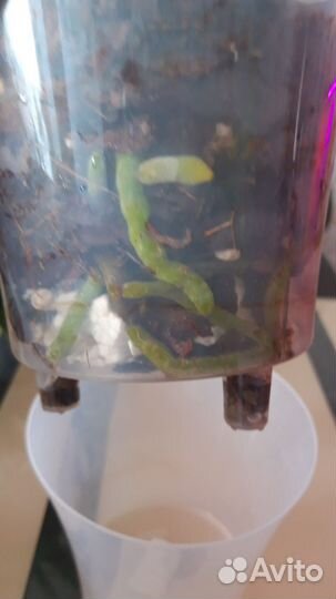 Орхидея фаленопсис