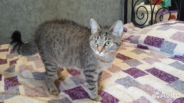 Кошка ищет дом и добрые руки, 1 год, стерилизована