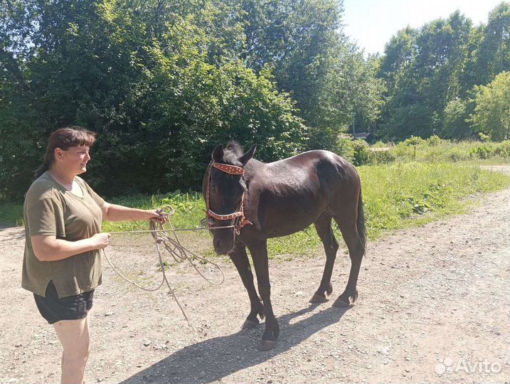 Прокат на лошади