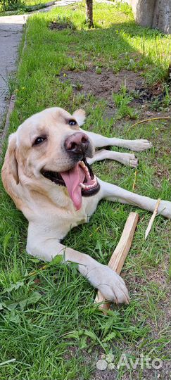 Лабрадор для вязки