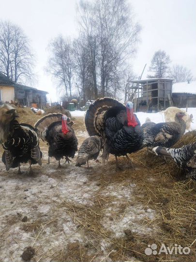 Индюки индюшата