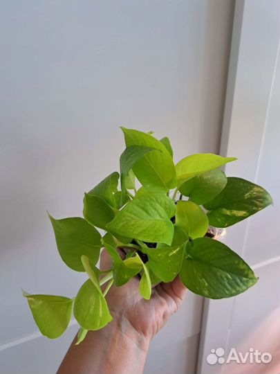 Сциндапсус Мунлайт, эпипремнум Неон