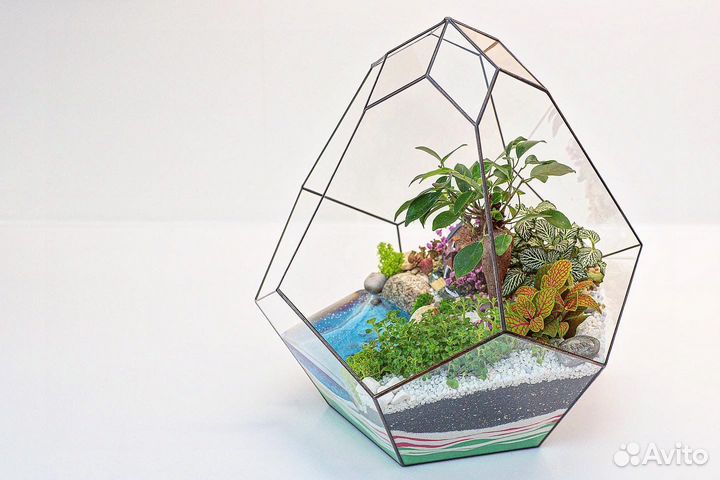 Флорариум с Фикусом