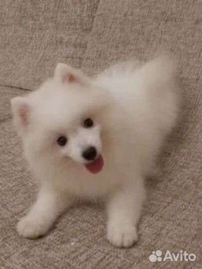 Японский шпиц