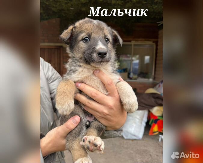 Отдаю щенков Лайка