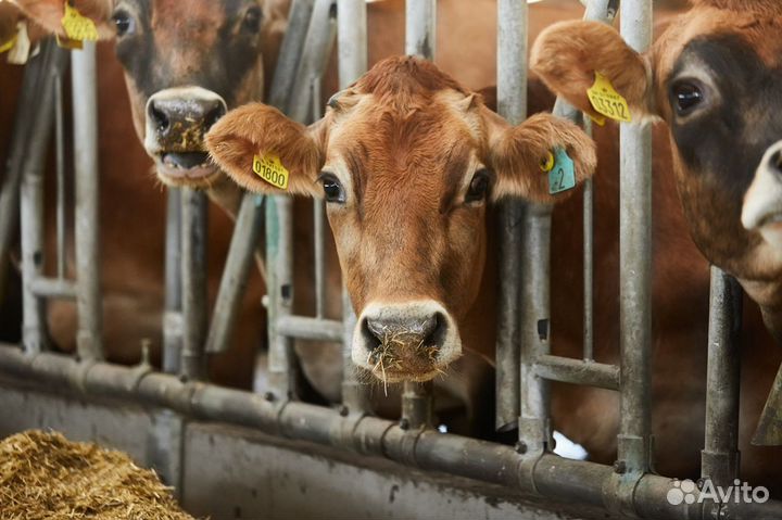 Племенные нетели Джерсейской породы (Джерси)