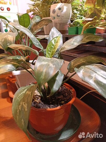 Аглаонема «Мария»