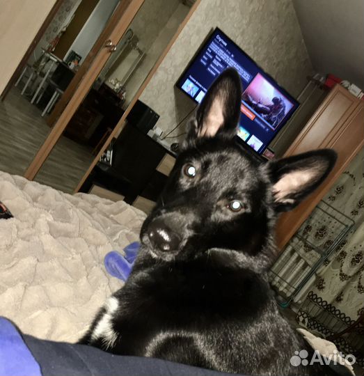 Вязка всл, в поисках подружки