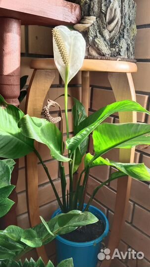 Спатифиллум