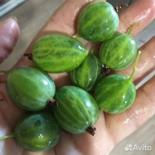 Домашний мини-питомник