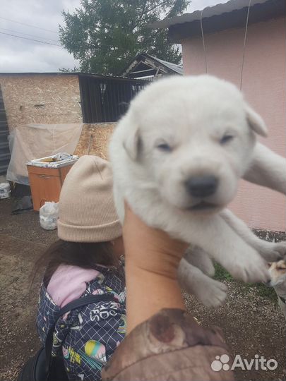 Щенки лайки