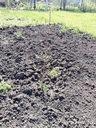 Саженцы абрикос