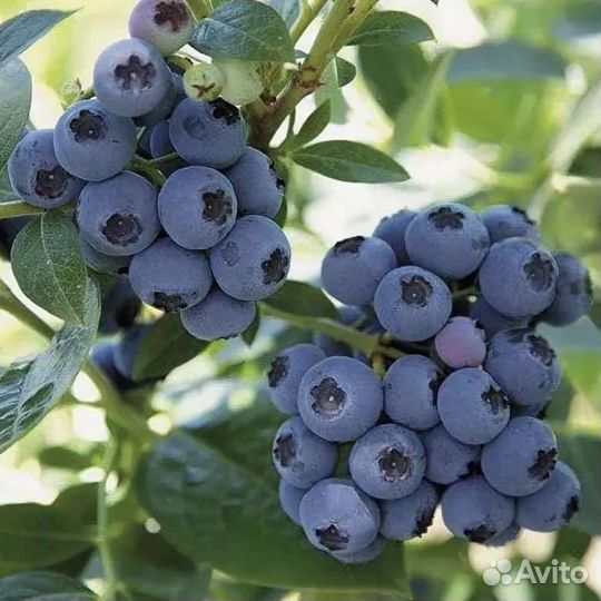 Саженцы голубики