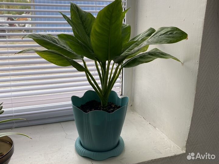 Диффенбахия